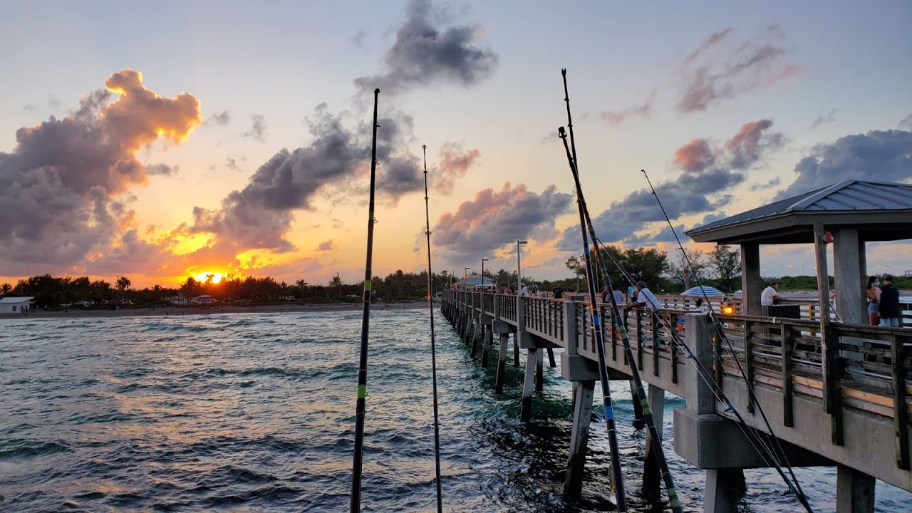 Pesca Macarelas, Pargo Criollo y Lady fish en Dania Beach Pier YouTube