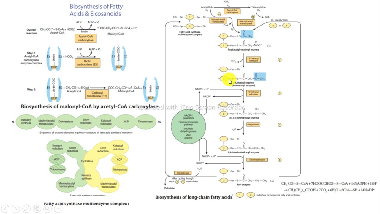 s-ntesis-cidos-grasos-bioqu-mica-harper-youtube