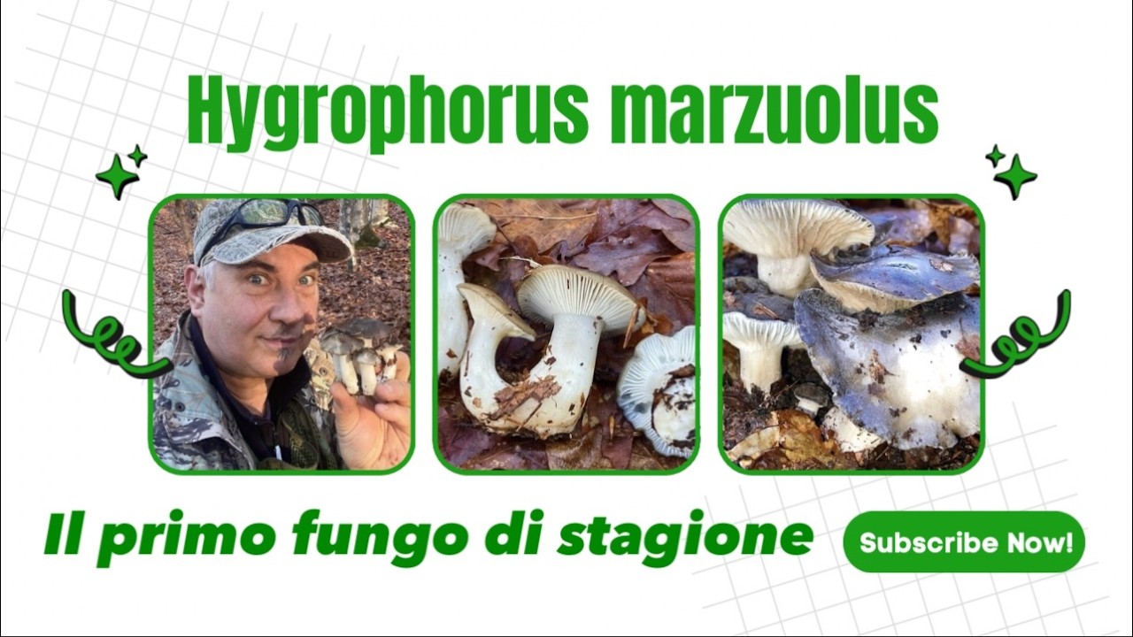 HYGROPHORUS MARZUOLUS - Il primo fungo di stagione #funghi 2026