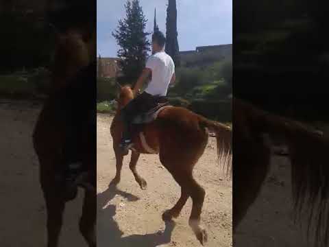 וִידֵאוֹ: סוס טרוטר קובני מגזע היפואלרגני, אורך חיים