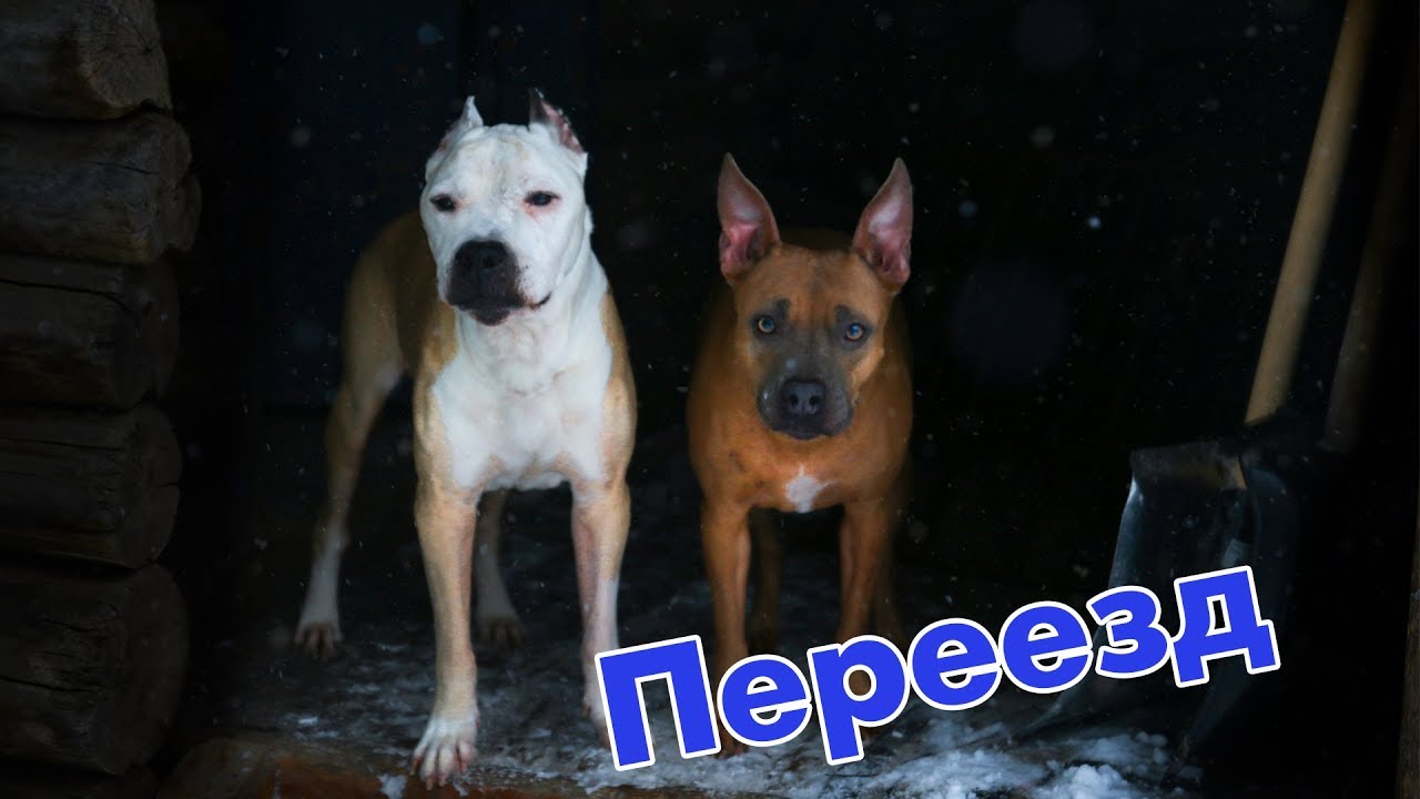 Мы переехали... Дрессировка собак в Самаре и передержка - YouTube