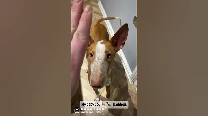 Podenco Ibicento the best dog breed most intelligent dog breed