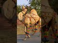Camel qurbani 2025❤️😍camel love with kids❤️ #cow #qurbanvlogs #cowgoat #ytshorts #bestyoutuber #pet