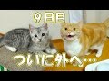 子猫が猫と仲良しになるまで、9日目 - the 9th day of the cats -