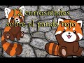 **12 curiosidades sobre el panda rojo**