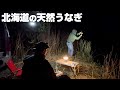 【うなぎ釣り】北海道の川で夜釣りはめちゃ釣れる