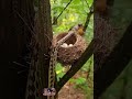 Real bushcraft moments and raw wildlife encounters—nature exactly as it is.