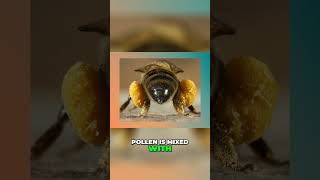 Bees The Pollen Powerhouse & Bee Bread Secrets