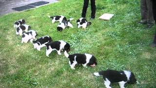 Newfoundland puppies feeding frenzy - 5 weeks