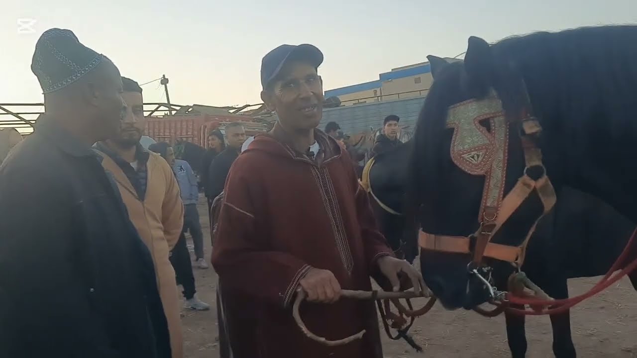 😈الخيول المغربية تظهر بالوانها داخل الأسواق الاسبوعية🤔