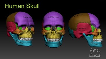 Human Skull 3D | Free Download | Link in Description.