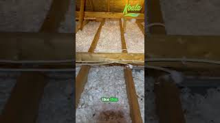 Rodent infested insulation? See the gross truth! #shorts