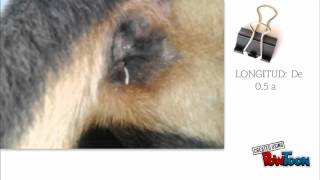 Dipylidium Caninum Parte 1
