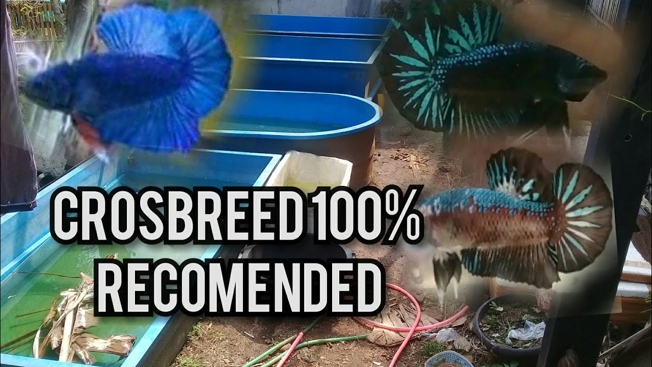 hasil crosingan dark blue x black mamba jadi blue black avatar?