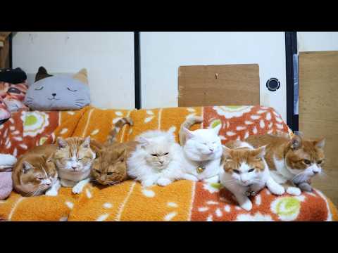7匹の茶白猫たち 260228 - YouTube