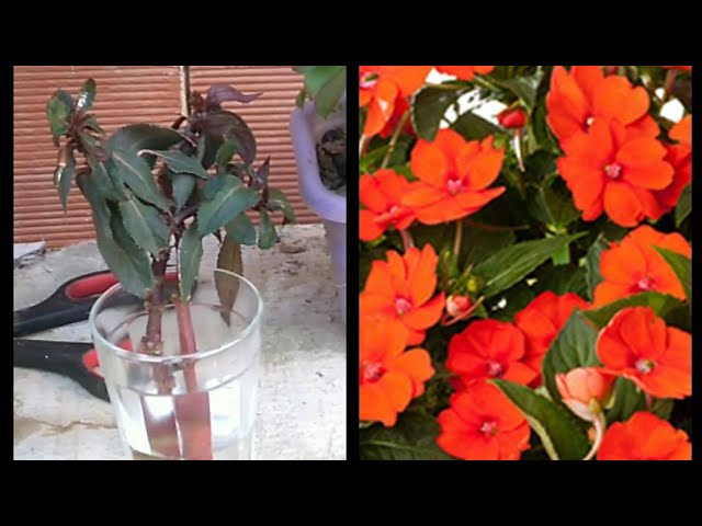 Sunpatiens e Impatiens, Você já conhecia a diferença entre Sunpatiens e  Impatiens? 💚☀️ #anapaulalino #sunpatiens #impatiens #verdesefloridas  #plantasdesol, By Ana Paula Lino