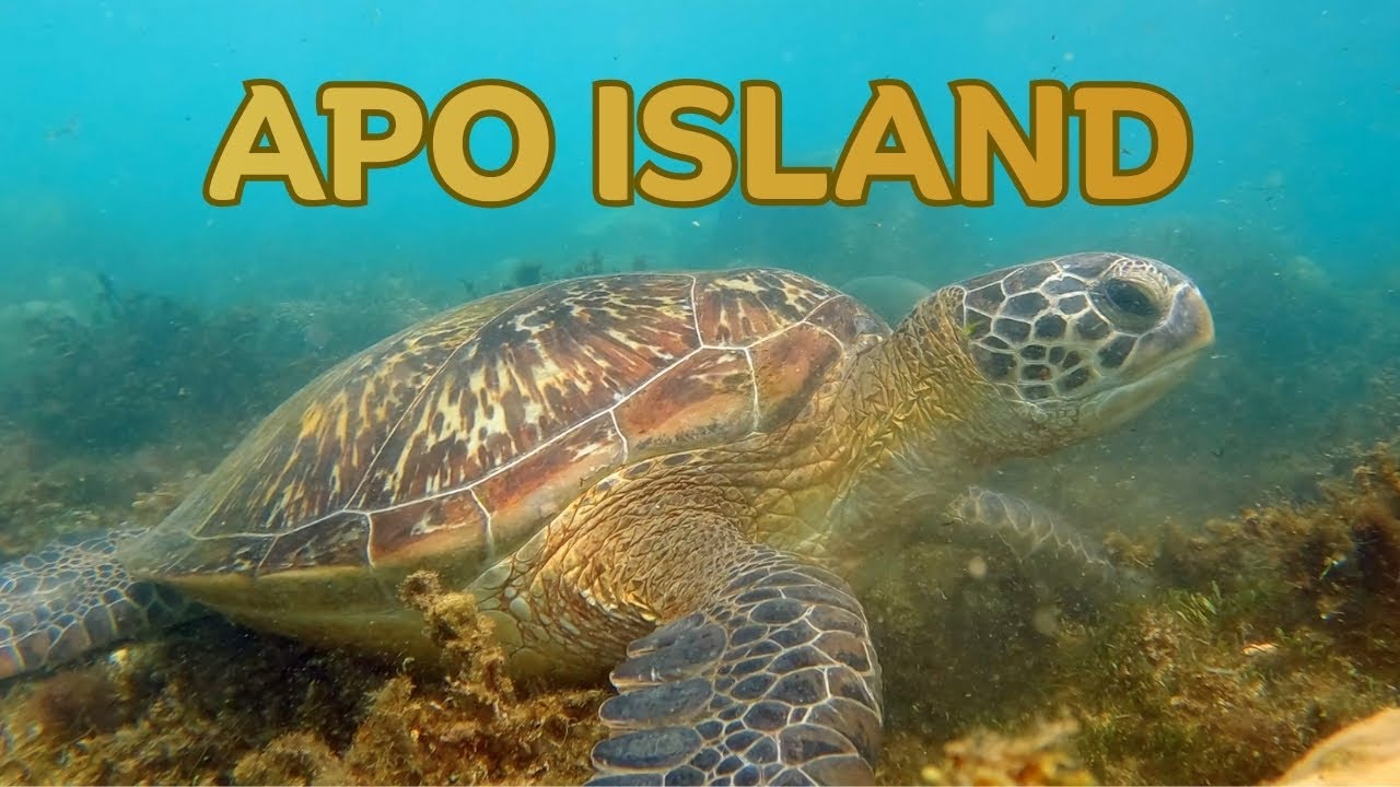 Плавание с морскими черепахами на Филиппинах | Остров Апо