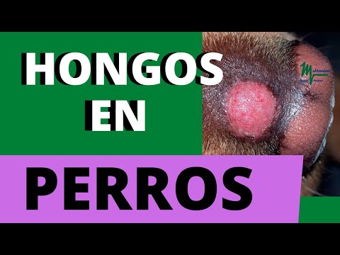 Video: Pitiosis en perros