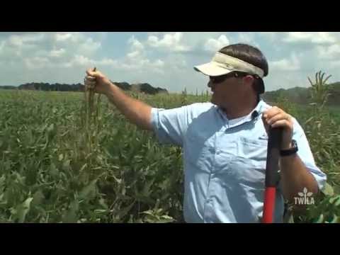 Video: Prostrate Pigweed Control: Cum să scapi de Prostrate Pigweed