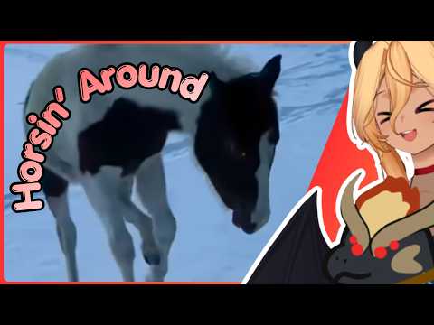 These videos are TOO funny
