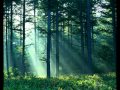 Youtube Thumbnail Forest and Nature Sounds 10 Hours
