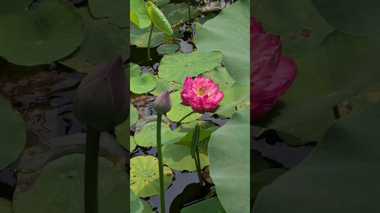 growing pink lotus 🪷 is easy to grow at home 🏡 