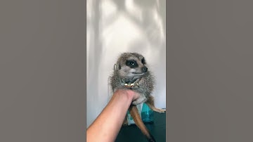 Where am I going? ✈️ #kylethomas #shorts #youtubeshorts #viral