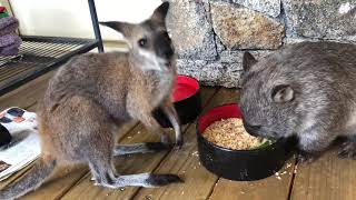 Wombat Wallaby BFF