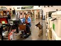Samuel the Service Dog practices for his CGC Samuel the Service Dog practices for his CGC