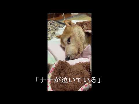 Top 11 蝿 蛆 症 犬 死ぬ Học điện Tử