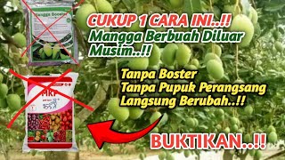 EXPENSIVE KNOWLEDGE‼️HOW TO FORCE MANGOES TO FRUIT OUT OF SEASON WITHOUT BOOSTERS AND FERTILIZER ...