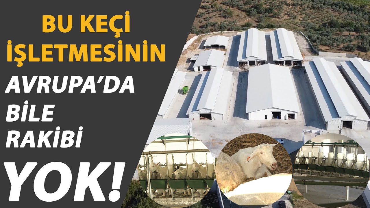 Bu Keçi İşletmesinin Avrupa'da Bile Rakibi Yok - İşimiz Keçi #çiftçitv #keçi işletmesi