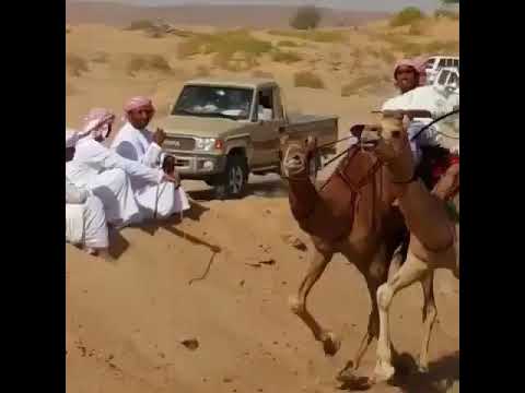 ركض العرضة بوش علي بن سالم الشماخي