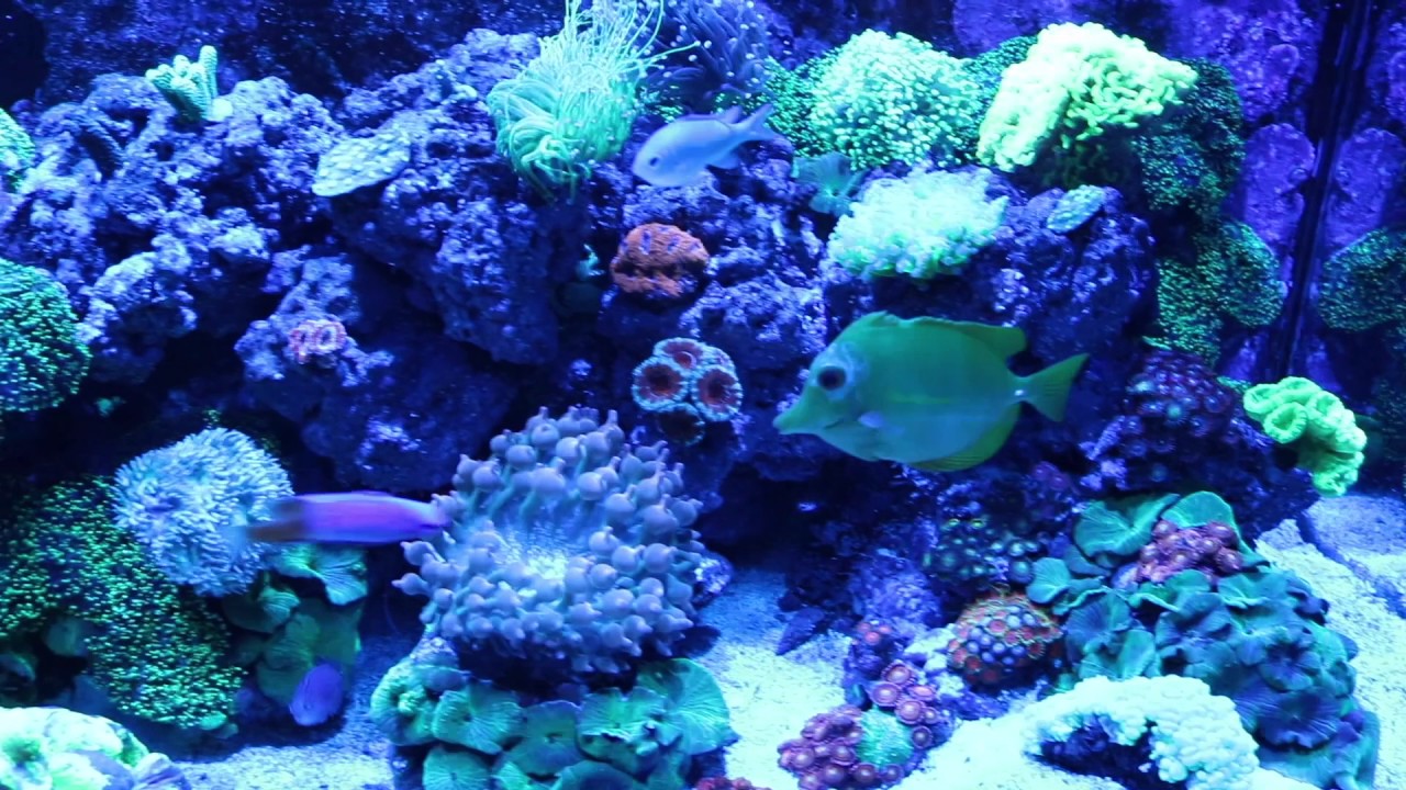 reef tank cycle New coral additions