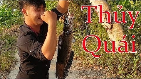 Cận cảnh câu cá lóc đồng   mém xíu nữa con vịt bị nuốt chửng rồi !!!