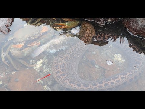Don't want 200 pounds of giant python! Just want to catch squid crab