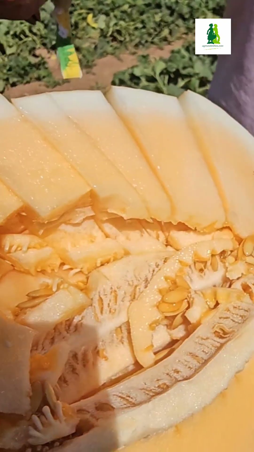 Orange Candy, la especialidad en melón de #Seminis #agricultura #melón