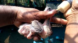 How to Handfeed Pigeon Chicks - Need and the Method