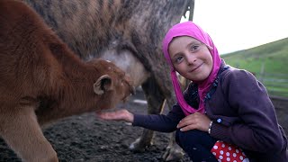 Life in MOUNTAINS of Dagestan. Milking cow and making cheese in a farm. Russia nowadays