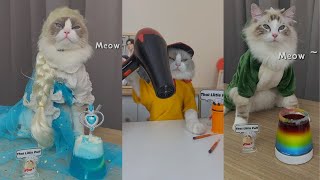 Gato cozinheiro (Novo)- As melhores compilções by Pets do tiktok 268,802 views 2 years ago 4 minutes, 23 seconds