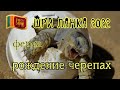 Шри Ланка 2022 Черепаха альбинос и рыба крокодил🐊