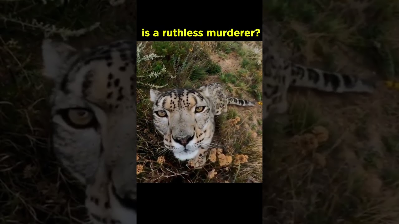 The Snow Leopard: The Silent Predator of the Mountains 