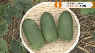 漬物用ウリ「早生カリモリ」の収穫が最盛期　愛知・碧南市
