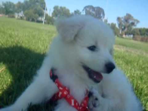 Spitz Poodle Mix Goldenacresdogs Spitz Poodle Mix Goldenacresdogs