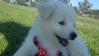 Japanese Spitz Poodle Mix Shop For Your Cause