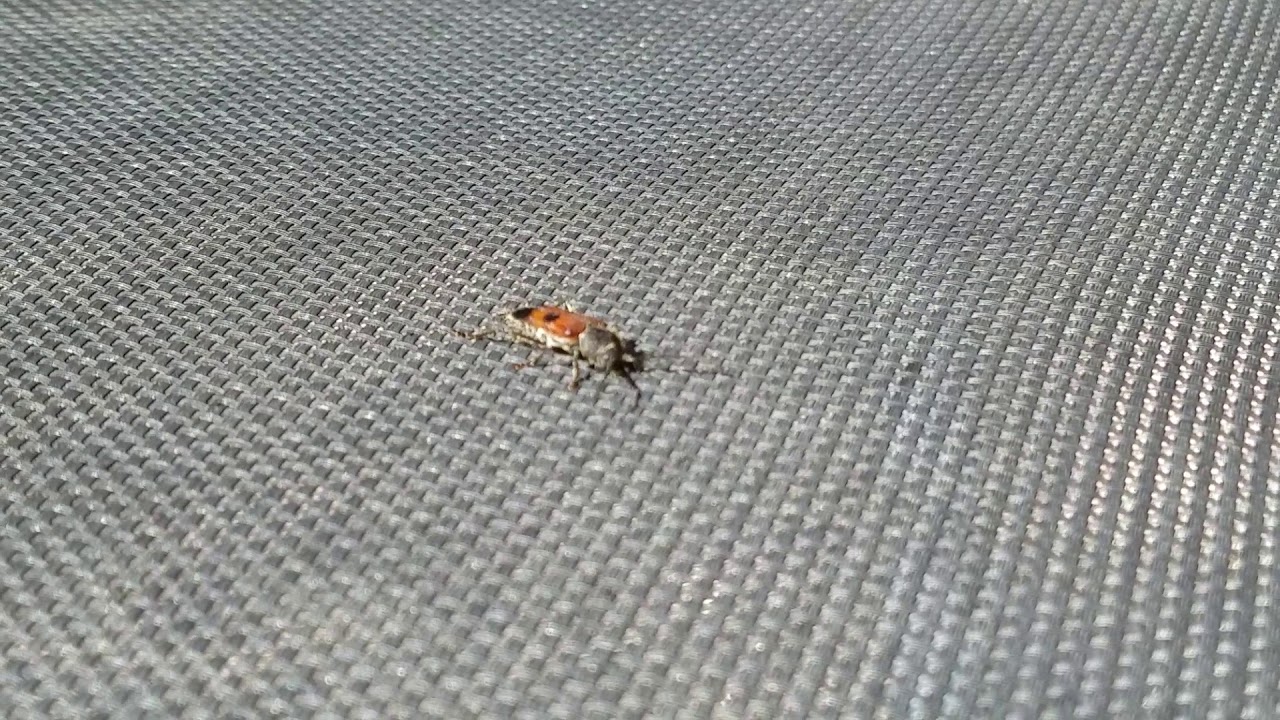 Scary Bug Almost Died at 3 AM - YouTube