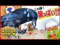 【酸っぱすぎた】酸っぱすぎる野生サクランボにカラスがビックリ仰天！？20260519、カラス＆四つ足クインテット（仮）