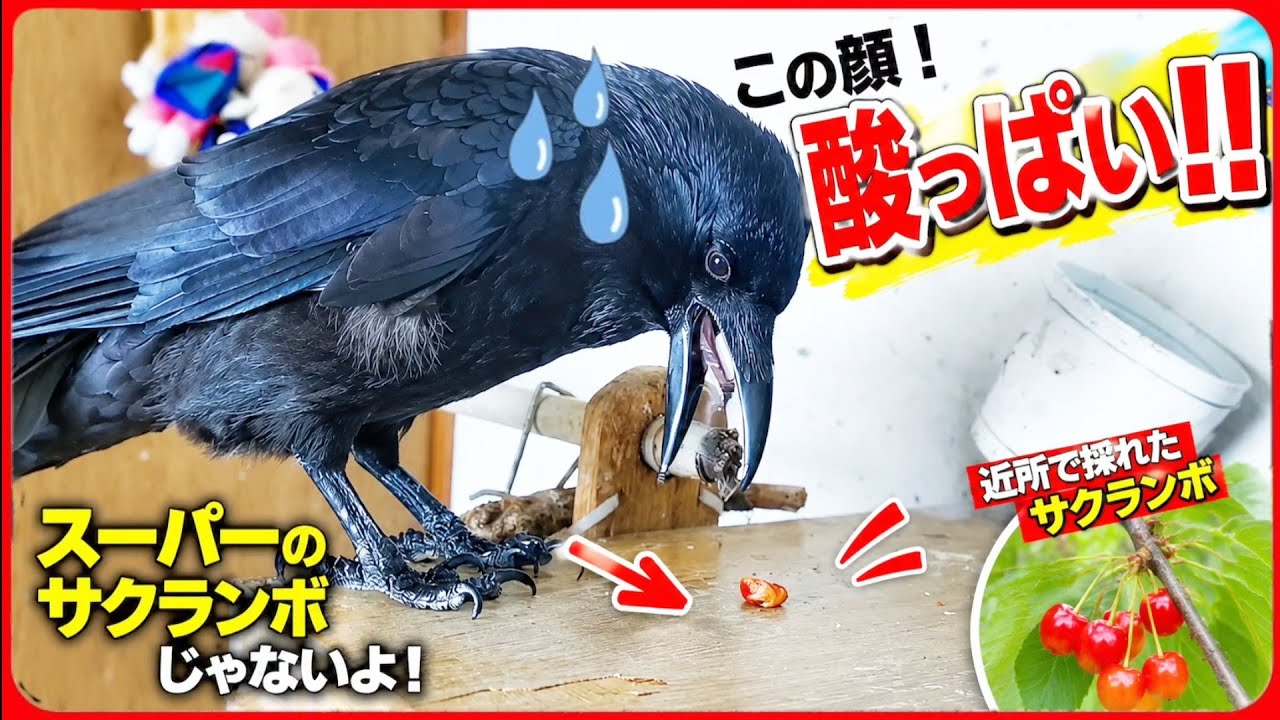 【酸っぱすぎた】酸っぱすぎる野生サクランボにカラスがビックリ仰天！？20260519、カラス＆四つ足クインテット（仮）