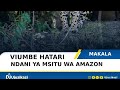 VIUMBE HATARI NDANI YA MSITU WA AMAZON VIUMBE HATARI NDANI YA MSITU WA AMAZON