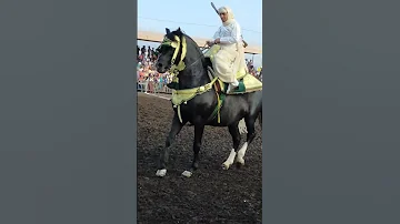 شكون هاد المقدم التبوريدة Fantasy Tbourida Tiktok Viral الخيل Horses Chevalarabe Animal 